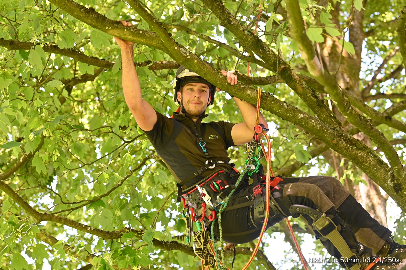 Seilklettertechnik, Baumfällung, Baumplege