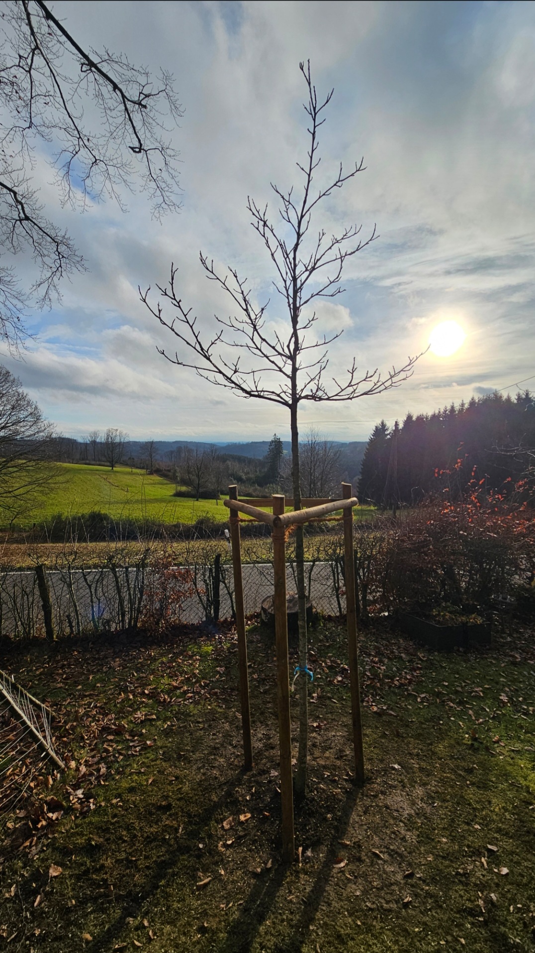 Fachgerecht gepflanzter Jungbaum mit Dreibockverankerung