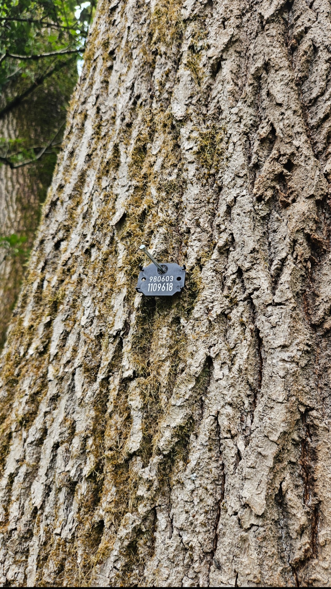 Eindeutige Kennzeichnung eines kontrollierten Baumes für das Baumkataster