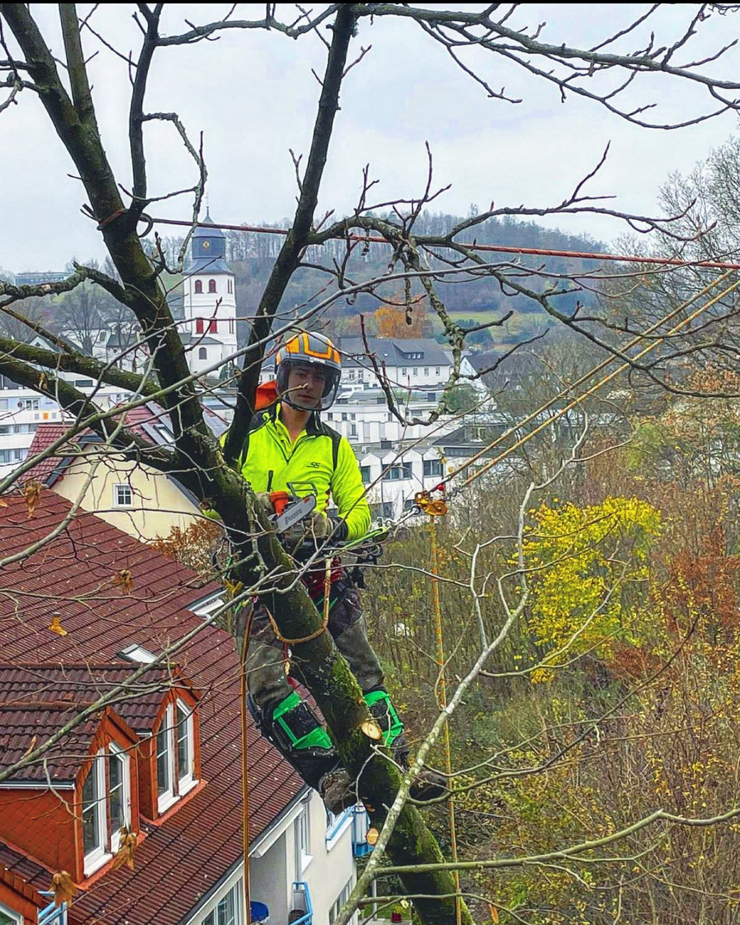 Baumfällung mit Seilklettertechnik im bebauten Bereich